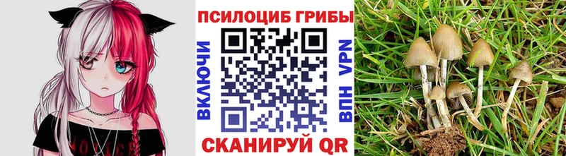 Галлюциногенные грибы Cubensis  сайты даркнета как зайти  Тосно  mega ссылка 