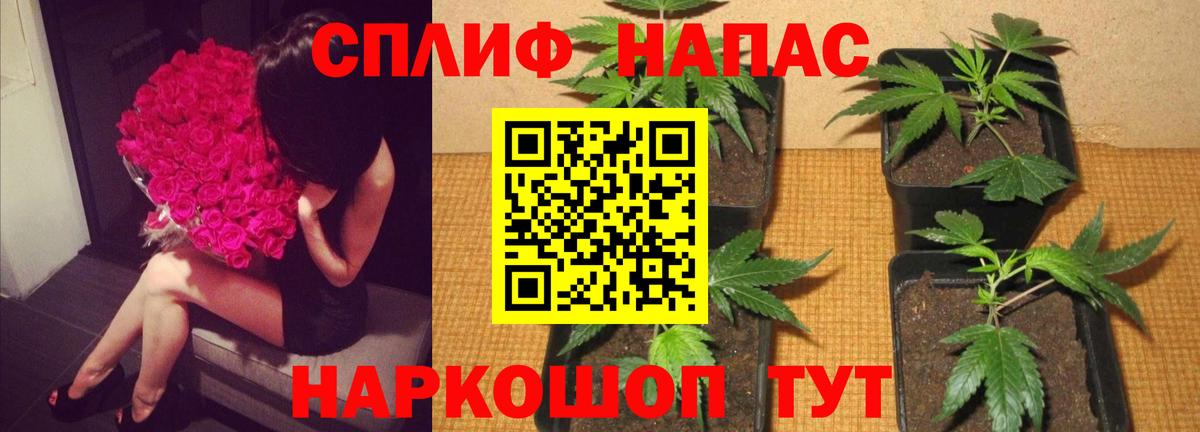 Тосно  Каннабис планчик  МАРИХУАНА сатива  Бошки Шишки планчик  Вход с VPN 